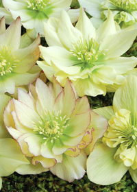 Helleborus 'Golden Lotus'